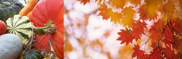 Fall Produce: A Palatable Wonderland