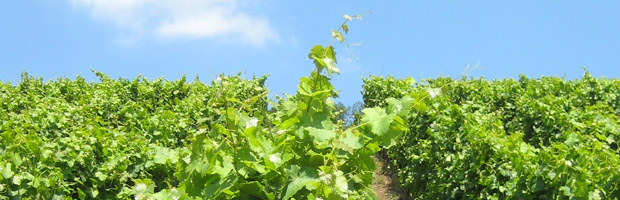 A Question of Sustainability