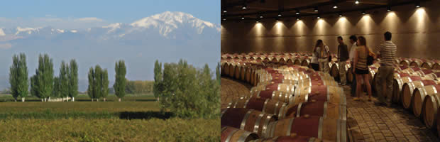 From the Andes to the Cellar: Argentinean Wines