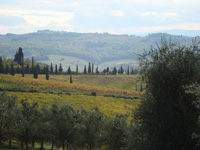 Vineyards at San Casciano