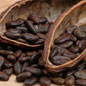 Harvesting and Processing Chocolate