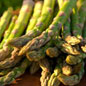Asparagus