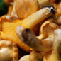 Chanterelle
