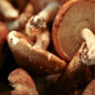 Shiitake 