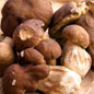Porcini Mushrooms 