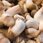 Oyster Mushrooms