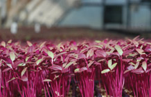 burgundy amaranth